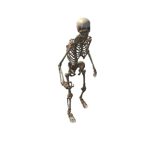 Skeleton Ragdoll